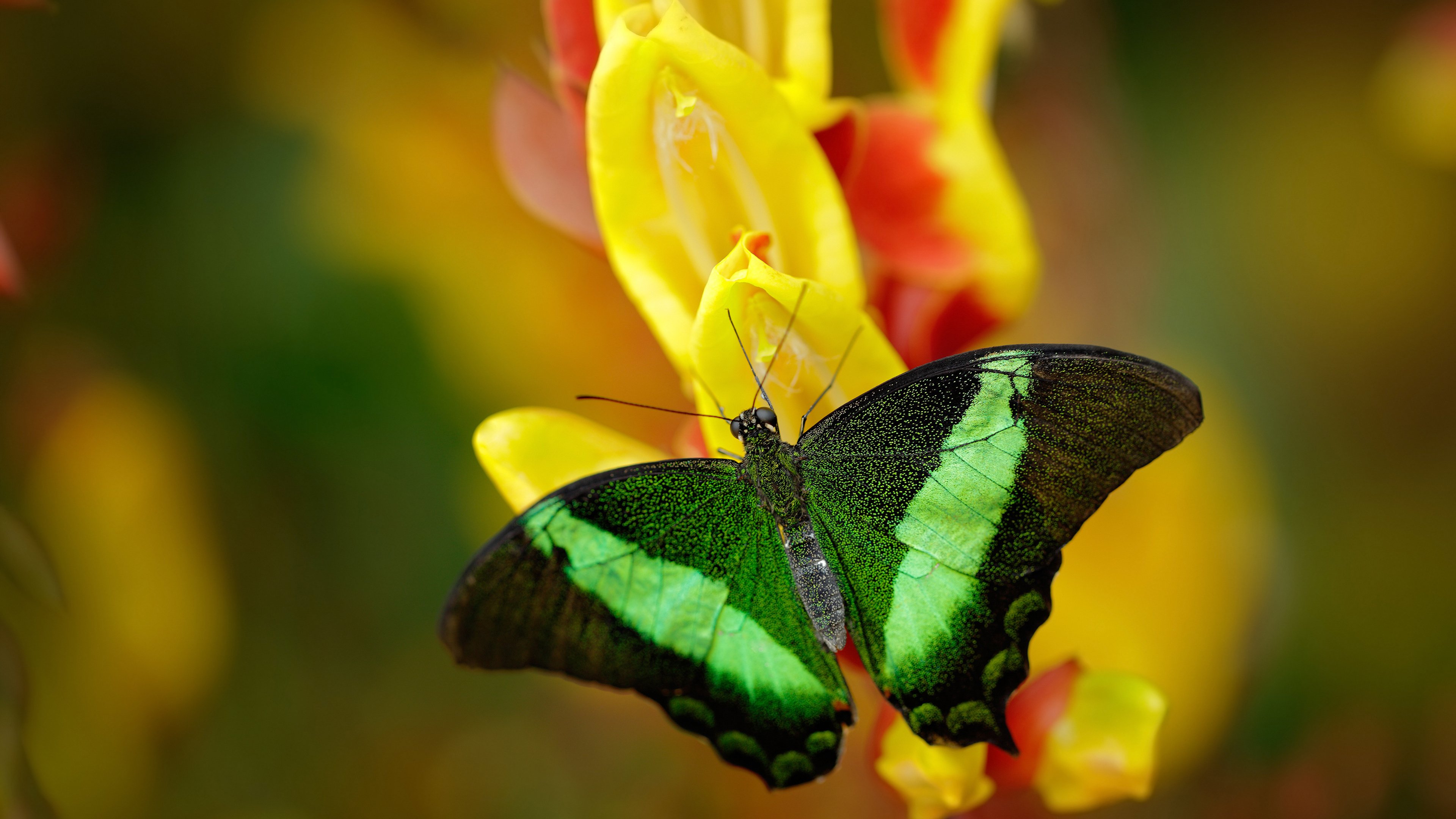 篮网对阵爵士，库里稳如磐石，输出持续在线诠释巨星本色